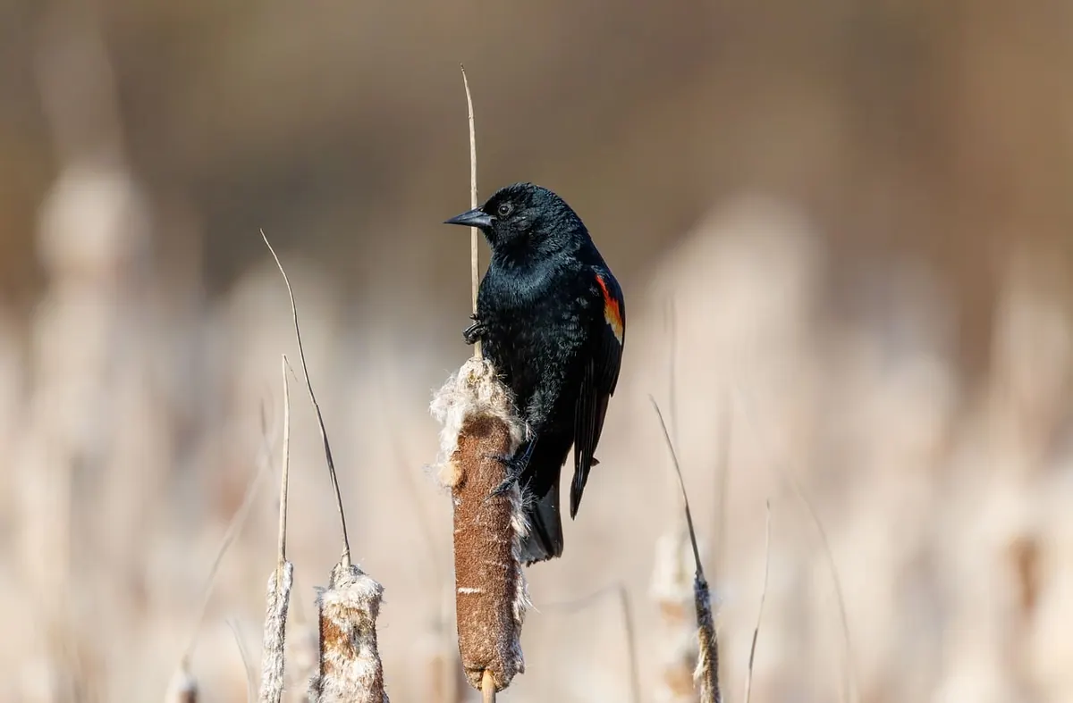Seasonal Wildlife Calendar for the Little Wye: What to See Each Month